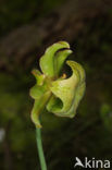 Pitcher plant (Sarracenia sp.)