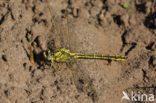 Plasrombout (Gomphus pulchellus)