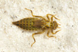 Plasrombout (Gomphus pulchellus)