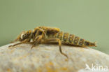 Plasrombout (Gomphus pulchellus)