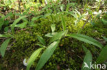 Big Shaggy-moss (Rhytidiadelphus triquetrus)