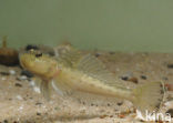 Pontische stroomgrondel (Neogobius fluviatilis)