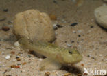 Monkey goby (Neogobius fluviatilis)