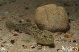 Monkey goby (Neogobius fluviatilis)