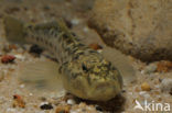 Monkey goby (Neogobius fluviatilis)