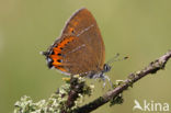 Pruimenpage (Satyrium pruni)