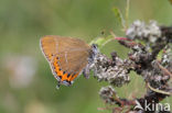 Pruimenpage (Satyrium pruni)