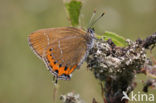 Pruimenpage (Satyrium pruni)