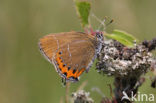 Pruimenpage (Satyrium pruni)