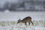 Roe Deer (Capreolus capreolus)