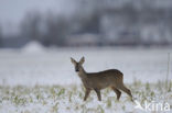 Roe Deer (Capreolus capreolus)