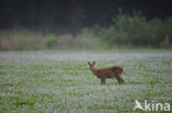 Roe Deer (Capreolus capreolus)