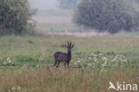 Ree (Capreolus capreolus)