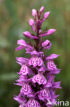 Southern Marsh-orchid (Dactylorhiza praetermissa)