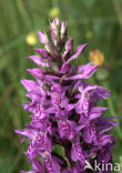 Southern Marsh-orchid (Dactylorhiza praetermissa)