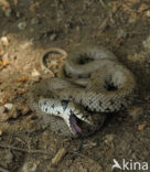 Grass Snake (Natrix natrix)