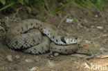 Grass Snake (Natrix natrix)