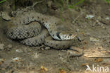 Grass Snake (Natrix natrix)