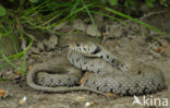 Grass Snake (Natrix natrix)