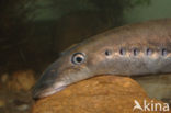 Rivierprik (Lampetra fluviatilis)