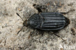 Rmpelige aaskever (Thanatophilus sinuatus)