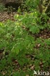Rode kamperfoelie (Lonicera xylosteum)