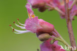 Rode paardenkastanje (Aesculus carnea)