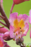 Red Horse-chestnut (Aesculus carnea)