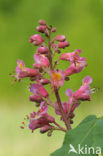 Rode paardenkastanje (Aesculus carnea)