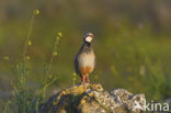 Red-legged Partridge (Alectoris rufa)