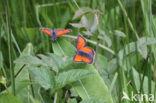 Purple-edged Copper (Lycaena hippothoe)