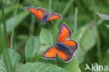 Rode vuurvlinder (Lycaena hippothoe) 