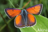 Purple-edged Copper (Lycaena hippothoe)