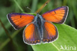 Rode vuurvlinder (Lycaena hippothoe) 