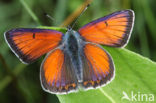 Rode vuurvlinder (Lycaena hippothoe) 