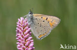 Purple-edged Copper (Lycaena hippothoe)