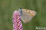 Rode vuurvlinder (Lycaena hippothoe) 