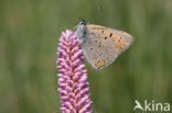 Purple-edged Copper (Lycaena hippothoe)