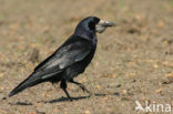 Roek (Corvus frugilegus)