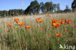 Orange Lily (Lilium bulbiferum subsp.croceum)