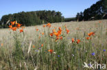 Orange Lily (Lilium bulbiferum subsp.croceum)