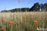 Orange Lily (Lilium bulbiferum subsp.croceum)