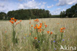Orange Lily (Lilium bulbiferum subsp.croceum)