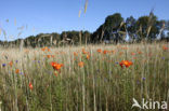 Orange Lily (Lilium bulbiferum subsp.croceum)
