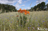 Orange Lily (Lilium bulbiferum subsp.croceum)
