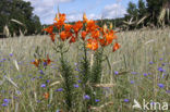 Orange Lily (Lilium bulbiferum subsp.croceum)