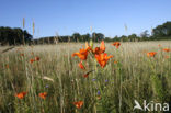 Orange Lily (Lilium bulbiferum subsp.croceum)