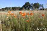 Orange Lily (Lilium bulbiferum subsp.croceum)