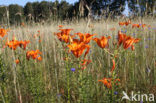 Orange Lily (Lilium bulbiferum subsp.croceum)