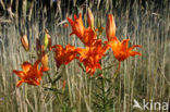 Orange Lily (Lilium bulbiferum subsp.croceum)